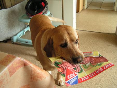 ça c teddy mon chien y regarde le courier