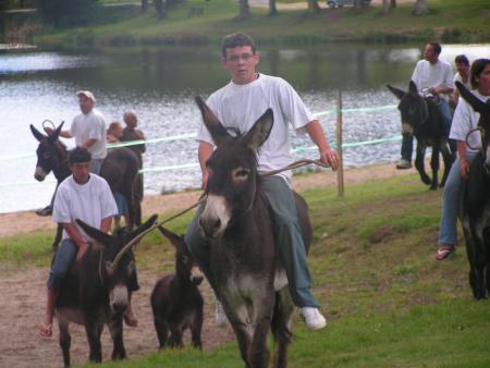 je vs jure qu'un ane c plus fatiguant qu'un cheval